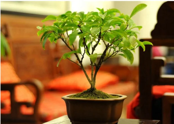 茉莉花的养殖方法和注意事项