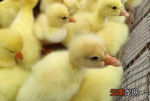 乡镇门市卖什么东西做生意合适 乡镇卖什么东西销路好