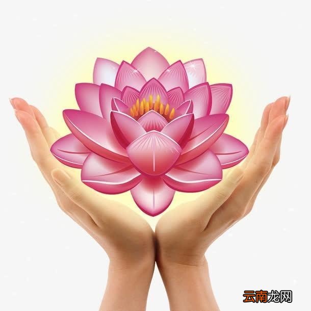 代表友情的花 关于友情的花