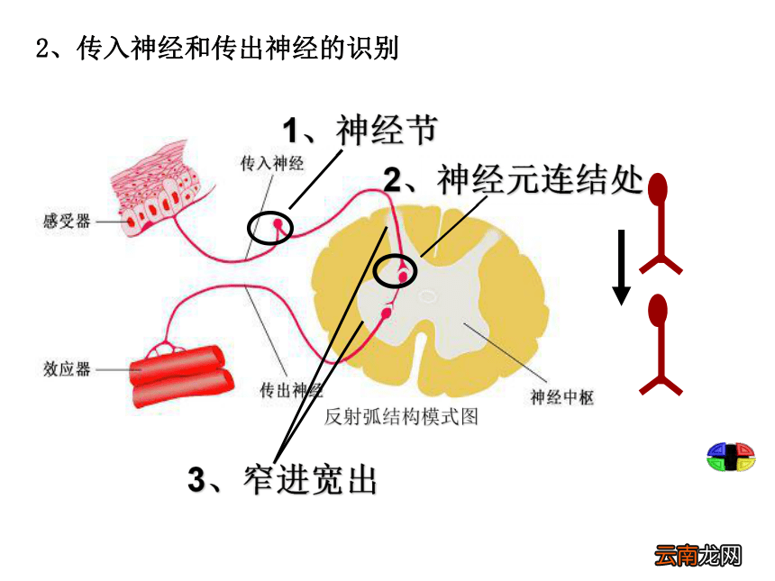 神经调节的基本方式