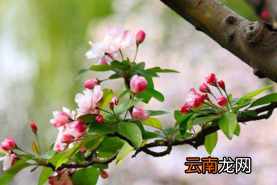 描写春天花儿的句子 花儿的话语