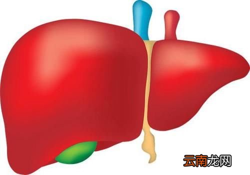 肝不好吃什么调理最好