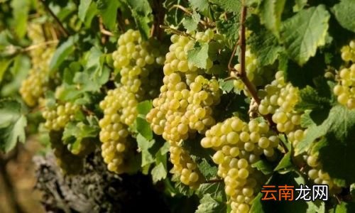 葡萄专治什么病最好