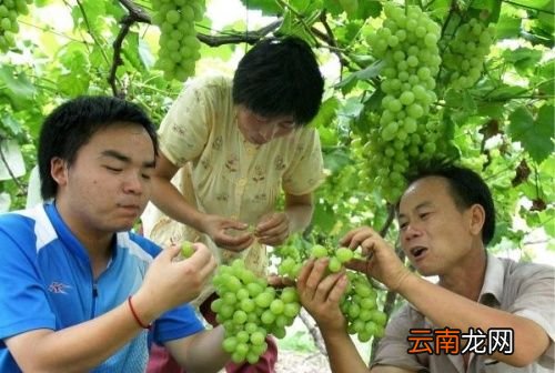 葡萄专治什么病最好