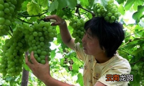葡萄专治什么病最好