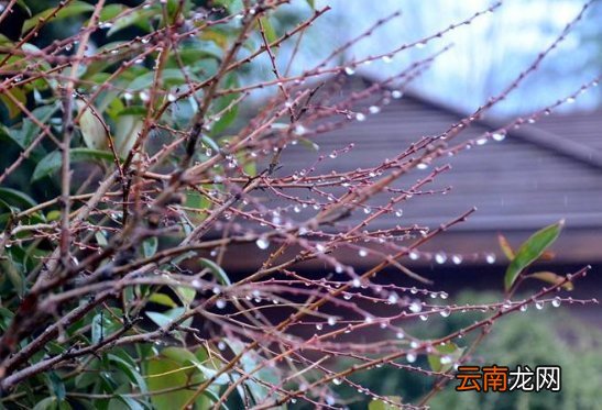 10首 描写春雨的古诗词 春雨的诗句
