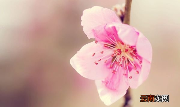 春天都会开哪些花儿? 最常见的花