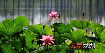 夏天的诗