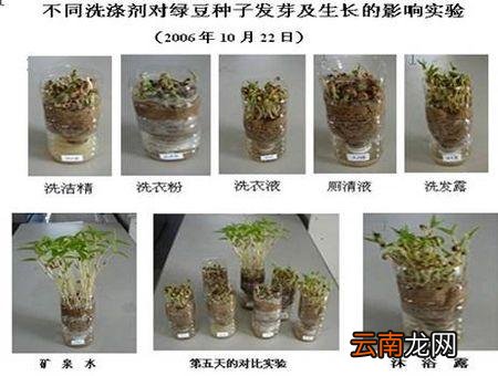 绿豆发芽过程观察日记
