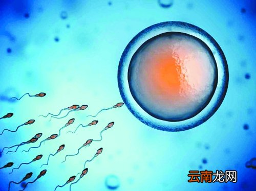 人工授精的过程与费用