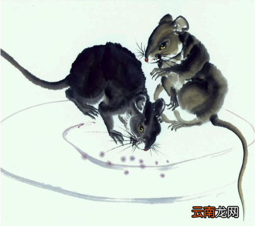 《致老鼠》这首儿童诗真有趣 是什么歌
