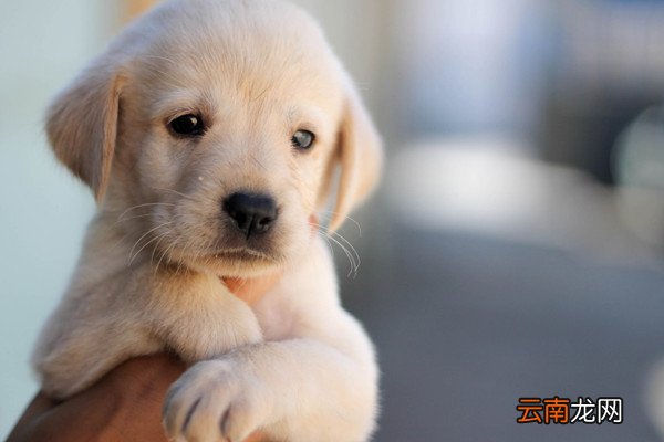 什么情况下被猫狗咬了，不需要打狂犬疫苗
