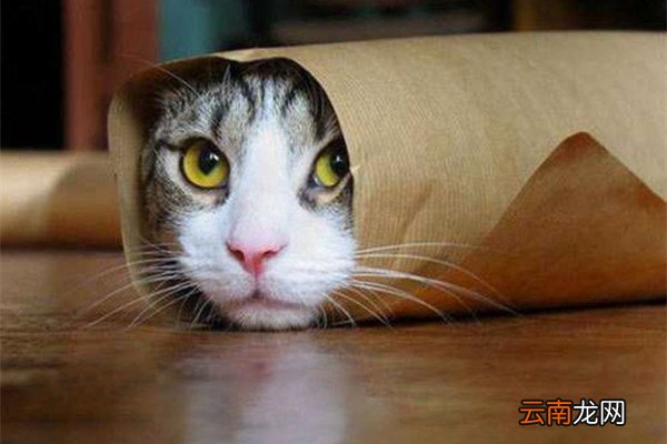 什么情况下被猫狗咬了，不需要打狂犬疫苗