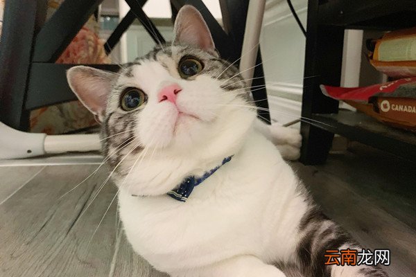 什么情况下被猫狗咬了，不需要打狂犬疫苗