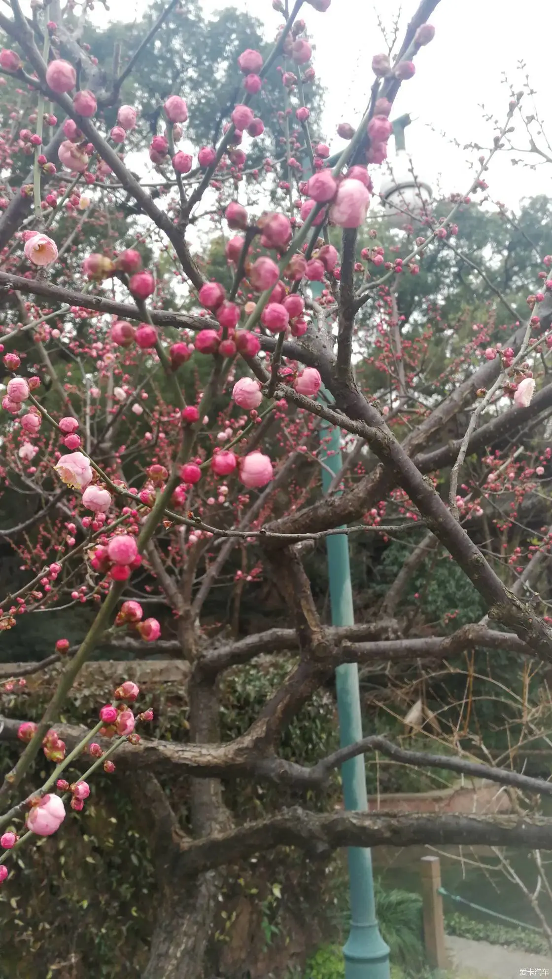 冬天有什么花