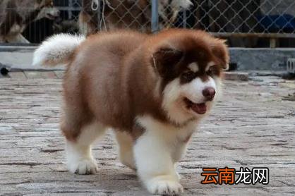 阿拉斯加犬好养吗 阿拉斯加犬多少钱一只