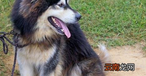 阿拉斯加犬好养吗 阿拉斯加犬多少钱一只