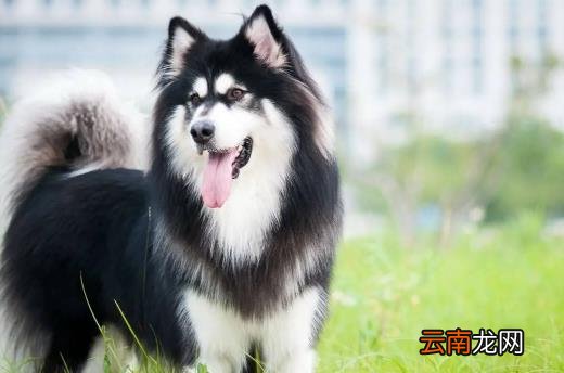 阿拉斯加犬好养吗 阿拉斯加犬多少钱一只