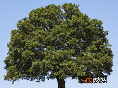 大树像什么补充句子