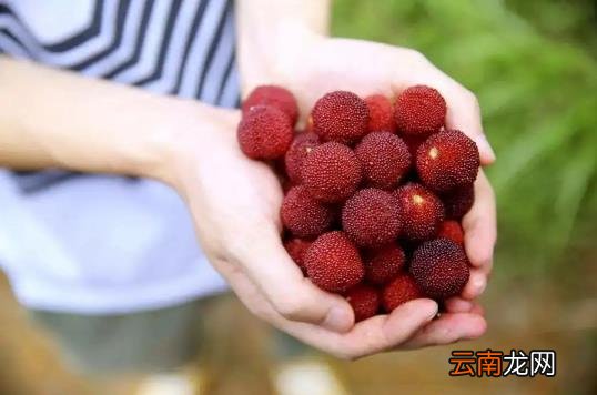 吃了没泡盐水的杨梅会怎么样 杨梅不泡盐水吃了会怎么样