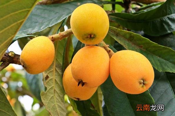 枇杷吃多了会怎么样 枇杷吃多了有什么坏处