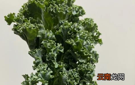 羽衣甘蓝为什么买不到 为什么超市没有卖羽衣甘蓝