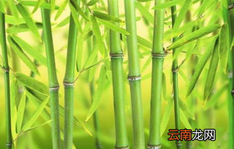 元宵之后柳吐芽是什么成语 元宵的成语