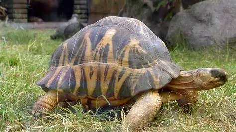 slow和slowly的比较级和最高级分别是什么