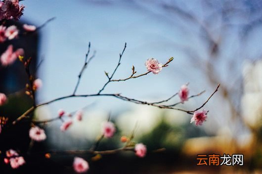 写上5个描写春天的句子。