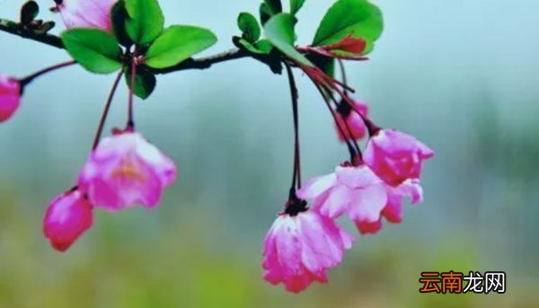 春天来了,花儿开了