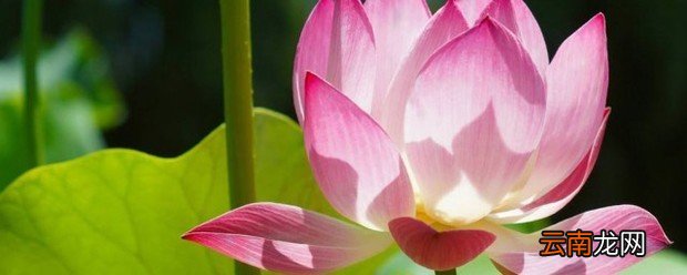 关于夏季的诗句 夏季经典的诗句