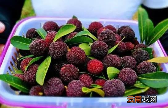 杨梅冷冻保存前需要清洗吗 杨梅先洗再冷冻还是先冷冻吃再洗