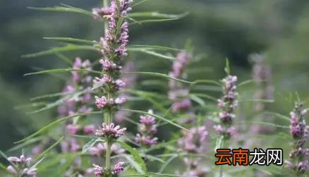 益母草什么时候喝最好 益母草的作用及功效有哪些