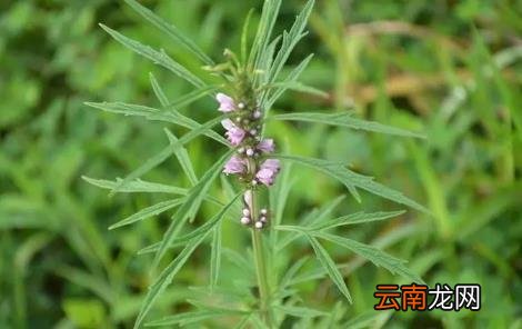 益母草什么时候喝最好 益母草的作用及功效有哪些