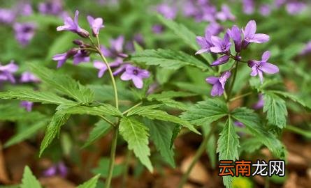 益母草什么时候喝最好 益母草的作用及功效有哪些