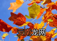 秋天的树叶可以比喻为像什么