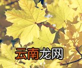 秋天的树叶可以比喻为像什么