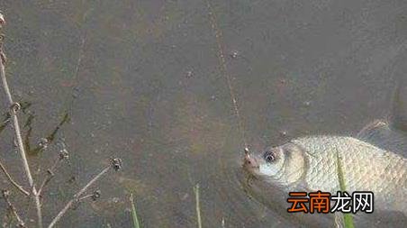 野钓指的是什么 野钓是什么意思