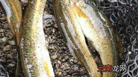冰钓怎么钓 冰钓能钓到什么鱼