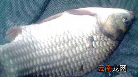 冰钓怎么钓 冰钓能钓到什么鱼