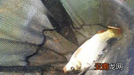 冰钓怎么钓 冰钓能钓到什么鱼