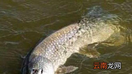冰钓怎么钓 冰钓能钓到什么鱼