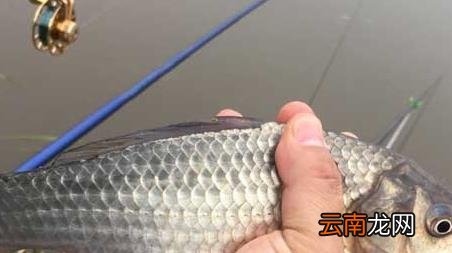 谷麦钓法和传统钓 谷麦钓法是什么意思