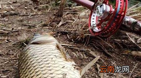 谷麦钓法和传统钓 谷麦钓法是什么意思