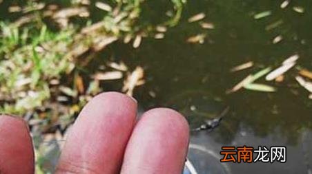 谷麦钓法和传统钓 谷麦钓法是什么意思