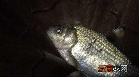 夜钓哪个季节好钓 夜钓什么时间段好钓