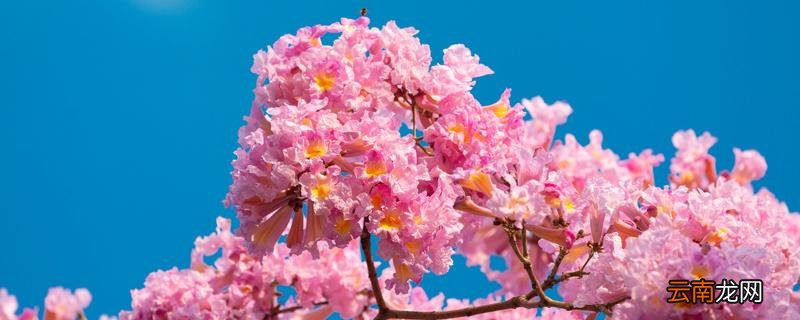 风铃花播种时间 风铃花养殖技术