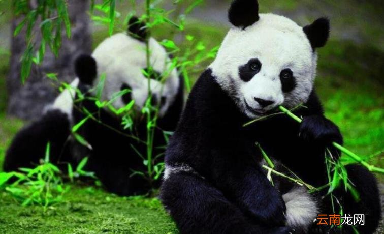大熊猫寿命是多少年 大熊猫的寿命几年