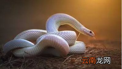 孕妇梦见蛇