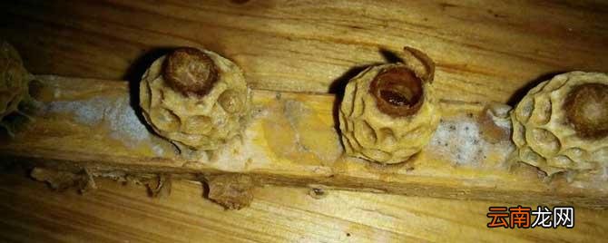 人工育蜂王要不要关闭王 养蜂为什么要人工育王